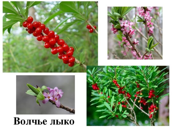 Волчье лыко Волчье лыко