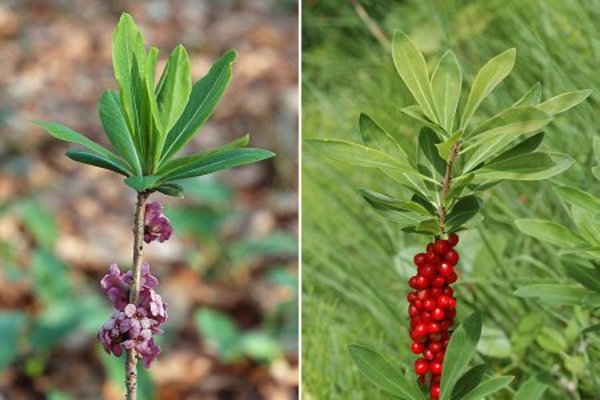 Волчье лыко ядовитое