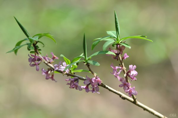 Дафна Волчье лыко