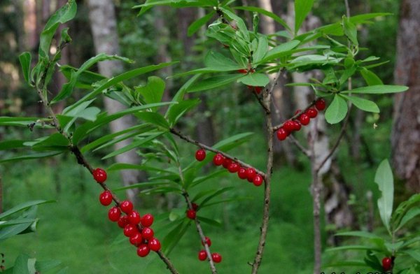 Волчеягодник обыкновенный