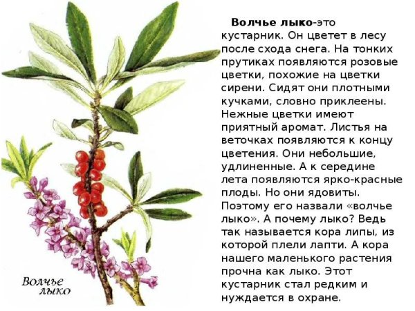 Волчье лыко (Волчеягодник обыкновенный)