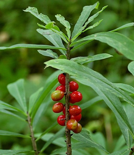 Волчье лыко (Волчеягодник обыкновенный)