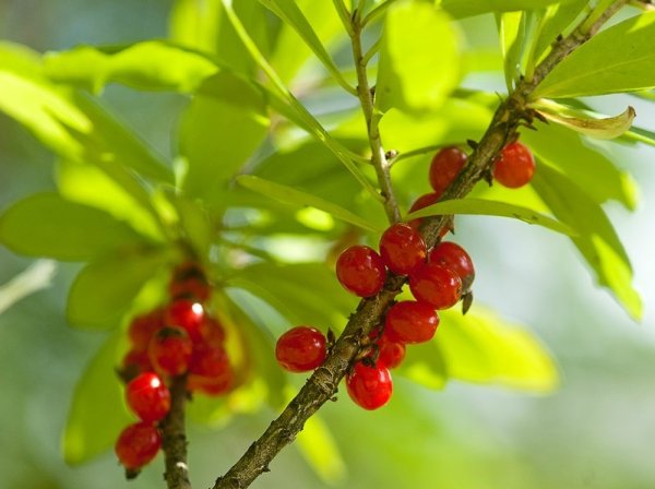 Волчье лыко (Волчеягодник обыкновенный)