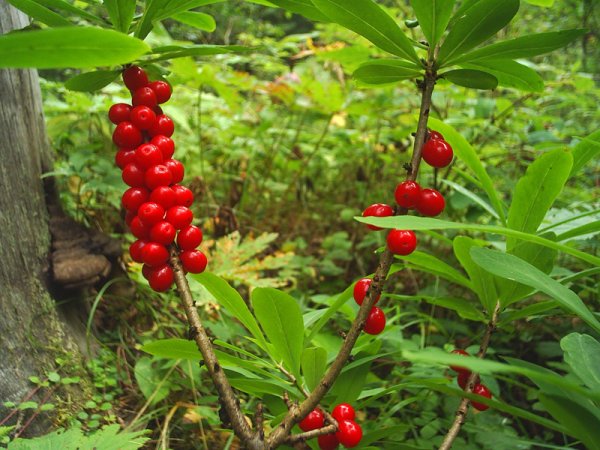 Волчье лыко (Волчеягодник)