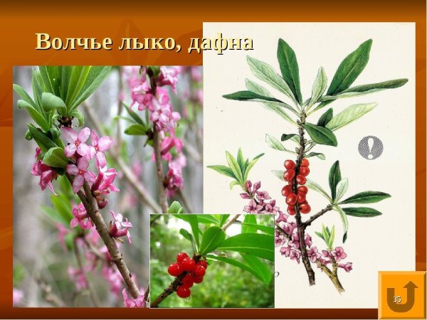 Волчье лыко (Волчеягодник обыкновенный)