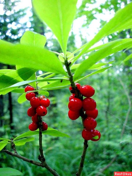 Волчье лыко группа растений