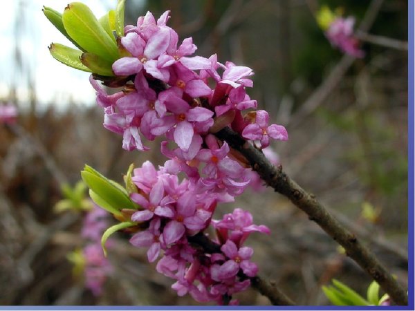 Волчье лыко ядовитое