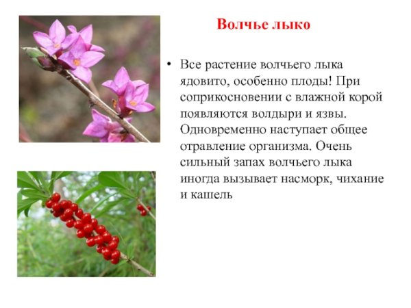 Волчье лыко (Волчеягодник)