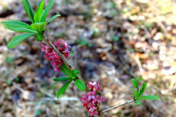 Волчье лыко (Волчеягодник обыкновенный)