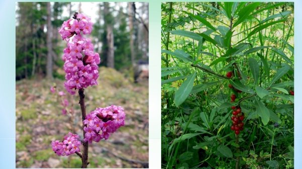 Волчеягодник обыкновенный