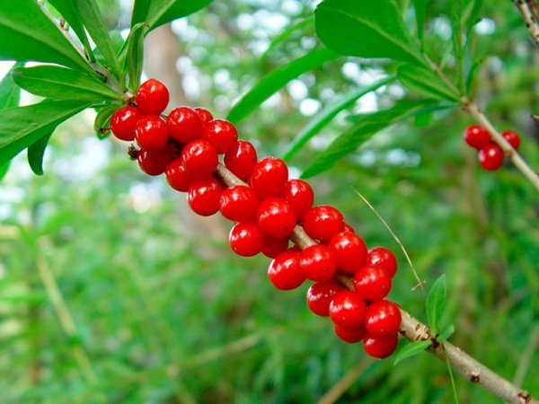 Волчье лыко отряд биология