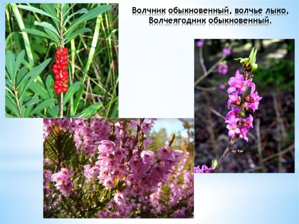 Дафна Волчье лыко