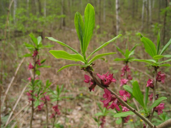 Волчье лыко (Волчеягодник обыкновенный)