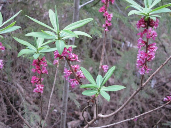 Волчье лыко растение
