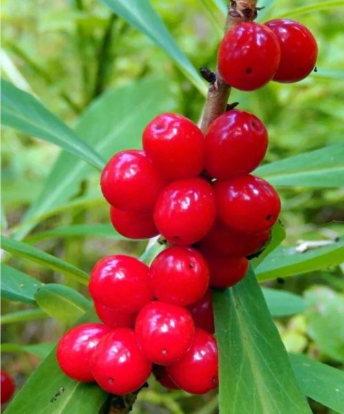 Волчье лыко ядовитое