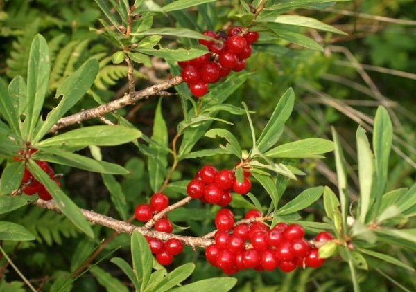 Волчье лыко красная