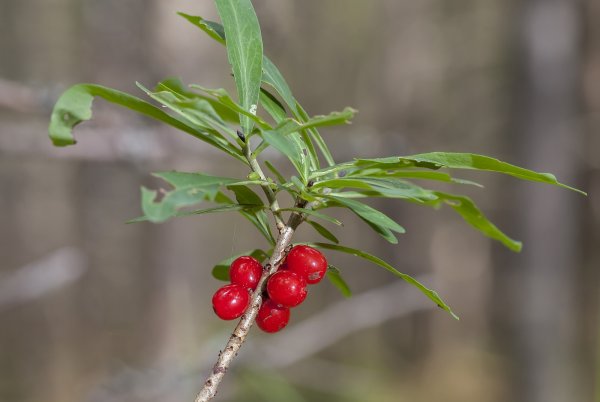 Волчеягодник обыкновенный