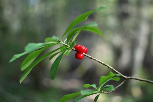 Волчье лыко ядовитое