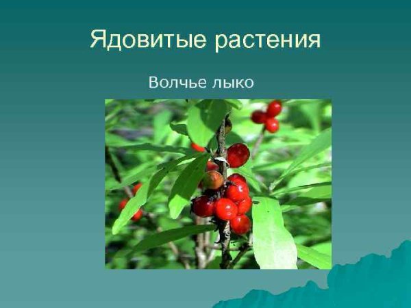 Волчье лыко