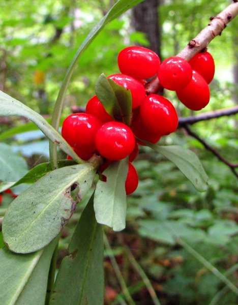 Волчье лыко лекарственное растение