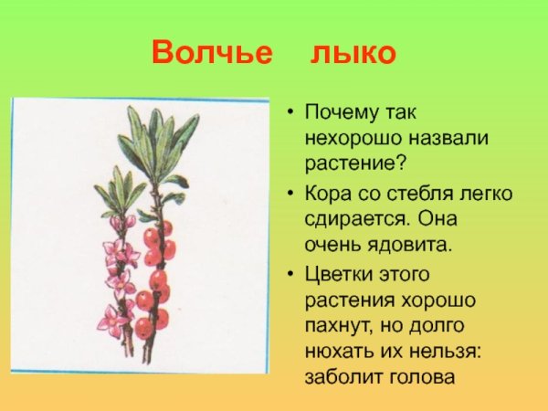 Волчье лыко куст