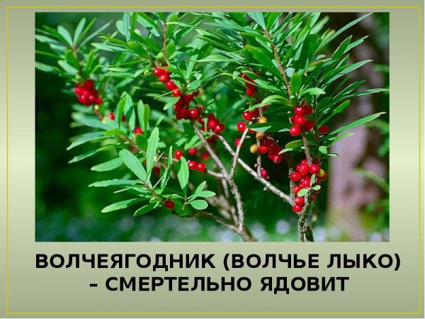 Волчеягодник обыкновенный