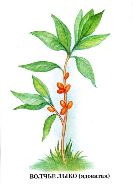 Волчеягодник обыкновенный