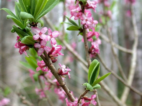 Волчье лыко семена