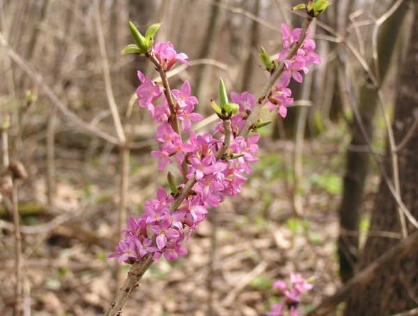 Дафна Волчье лыко