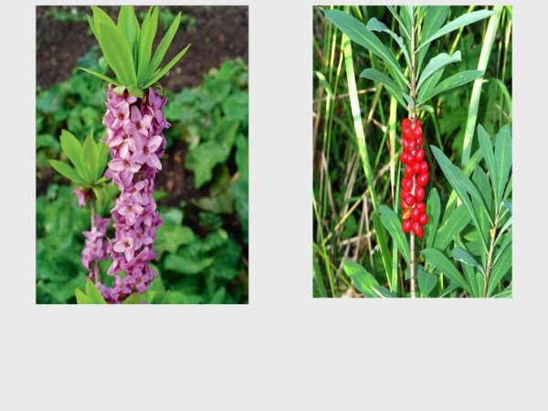 Волчье лыко