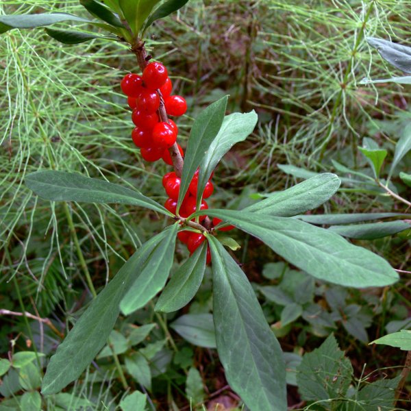 Волчье лыко кустарник