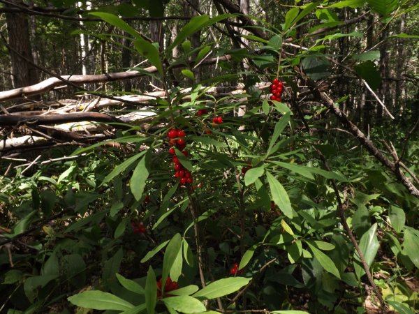 Волчеягодник Альбова