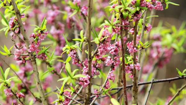 Волчеягодник кустарник