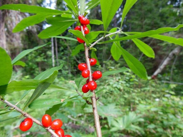 Факты о Волчьем лыке