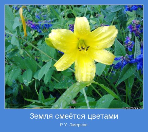 Земля смеется в цветах