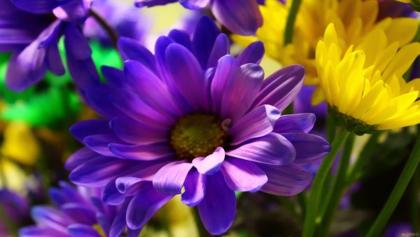 Сиреневые и фиолетовые цветы