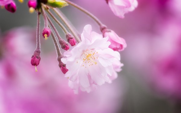 Весенние цветы