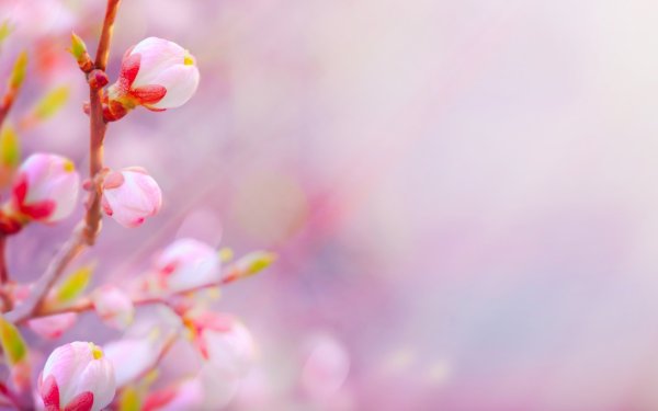 Майский фон