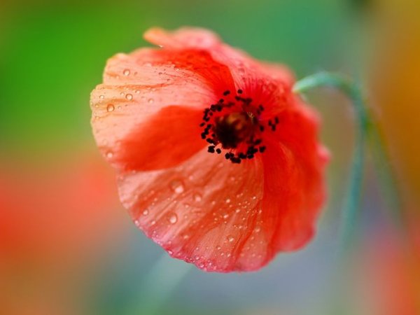 Мак в каплях росы