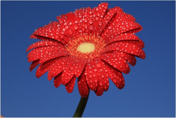 Красивые цветочки