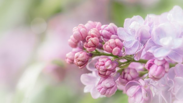 Нежные весенние цветы