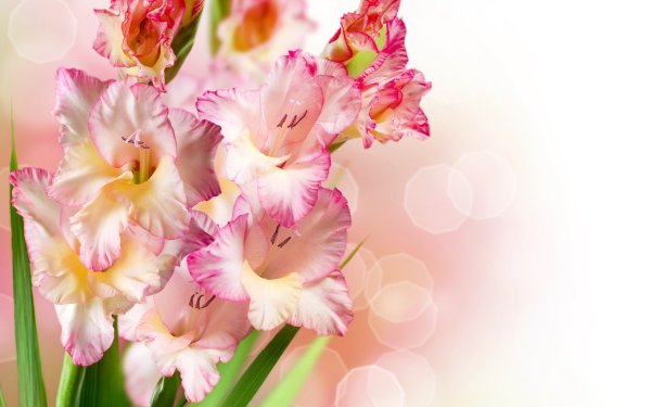 Гладиолус Джульетта