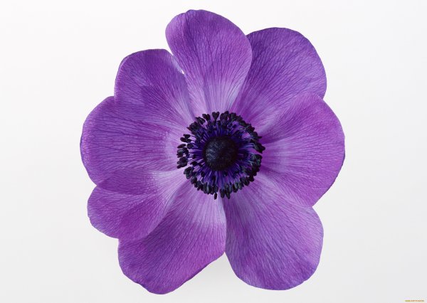 Фиолетовые цветочки