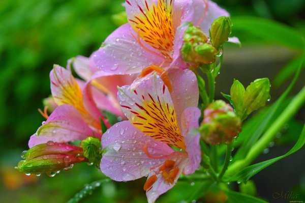 Цветок с розовыми цветами