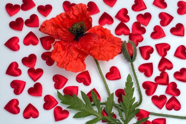 Маки в сердце