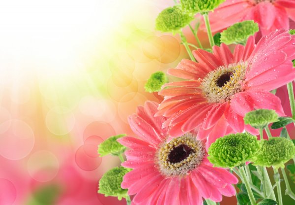 Открытки с герберами