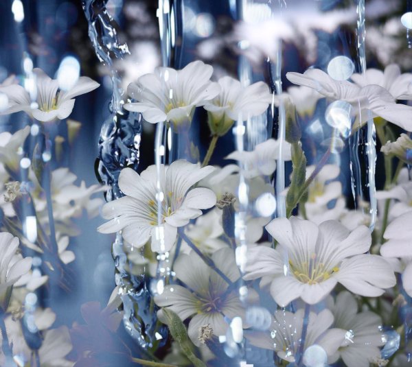 Астра Syringa Orange