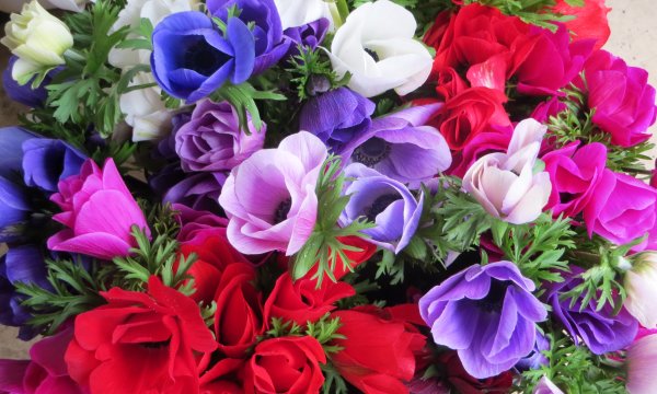 Цветы одиночные