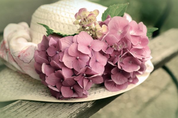 Клематис букет ароматов