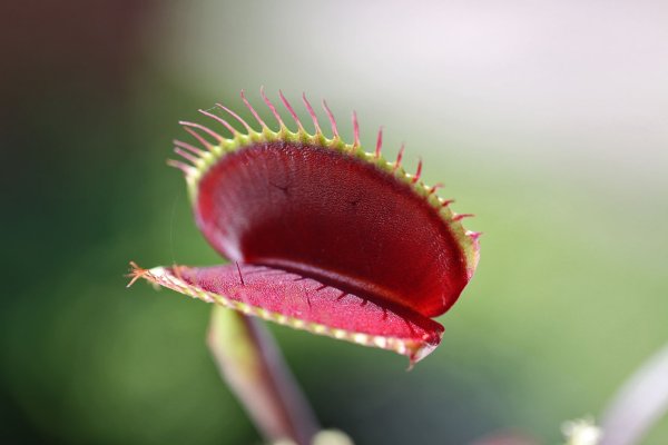Венерина мухоловка гигантская